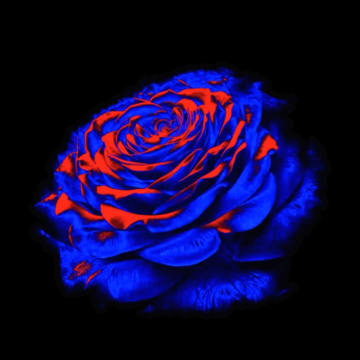 A rose lit in electric blue and crimson